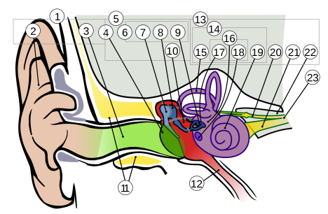 2000px-Anatomy_of_the_Human_Ear_1_Intl.svg