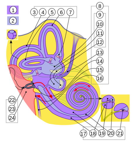 Esquema del laberint membranós, amb dos seccions: d'un conducte semicircular i de part de la còclea: 1: Perilimfa, 2: Endolimfa. 3: Conductes semicirculars: 4: Posterior, 5: Horitzontal, 6: Superior, 7: Ampul·la. 8: Vestíbul: 9: Òrgans amb otòlits, 10: Utricle, 11: Sàcul, 12: Màcules: de l'utricle i del sàcul. 13: Conducte endolimfàtic, 14: Finestra oval, 15: Finestra rodona, 16: Conducte perilimfàtic. 17: Còclea: 18: Rampa timpànica, 19: Rampa vestibular, 20: Conducte coclear, 21: Òrgan de Corti. Altres: 22: Orella mitjana: 23: Estrep, 24: Caixa timpànica. En verd: Nervis (facial, branques del vestibular, inici del coclear). En groc: Os temporal. Moviment transmès per l'estrep a la perilimfa de les rampes: Fletxes vermelles